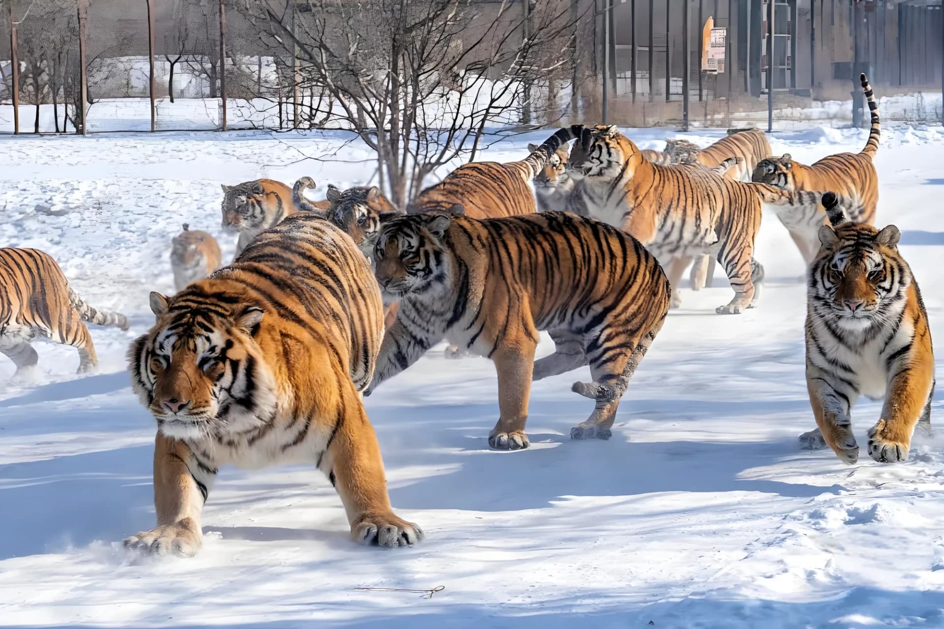 Siberian Tiger Park